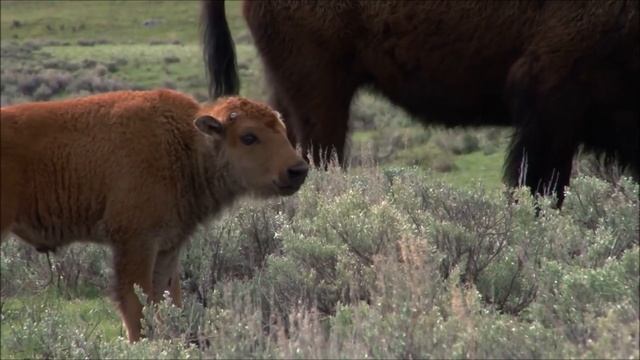 All About American Bison (aka Buffalo) for Kids - Animal Videos for Children - FreeSchool смотреть онлайн