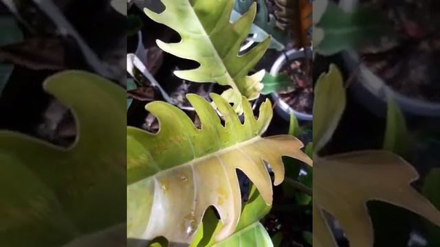 🤩🤩🤩🤩 philodendron carameL golden Langka!!!!