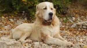 ВОЛК ПРОТИВ АЛАБАЯ. СЕРЬЁЗНАЯ СХВАТКА. КТО ПОБЕДИТ?