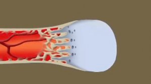 Рост костей человека