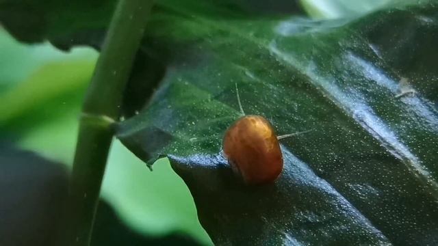 ЖИВОРОДЯЩИЕ АКВАРИУМНЫЕ РЫБКИ. ОБЩИЕ СВЕДЕНИЯ ОБ УХОДЕ. смотреть онлайн