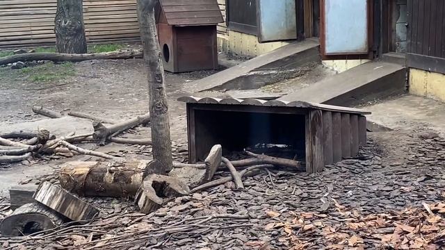 Посещение Московского зоопарка смотреть онлайн