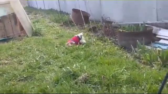 Собака на даче смотреть онлайн