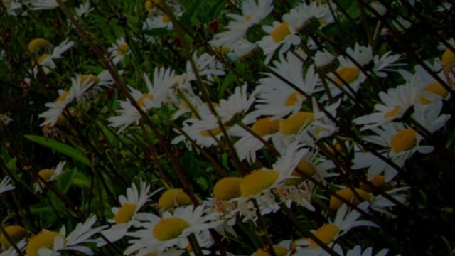 ОТКРОВЕНИЯ. ТЕБЕ, ЛЮБИМЫЙ. смотреть онлайн