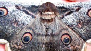 ОГРОМНАЯ БАБОЧКА В МОЕЙ ЛАДОНИ. Павлиноглазка грушевая (большой ночной павлиний глаз).Мир прекрасен