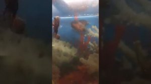 астронотусы доедают барбуса