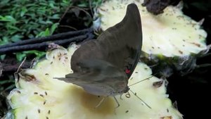 Ферма по разведению бабочек Butterfly farm