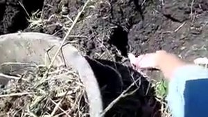 биогумус для клубники