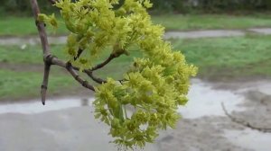 ХОРОШИ ВЕСНОЙ В САДУ ЦВЕТОЧКИ