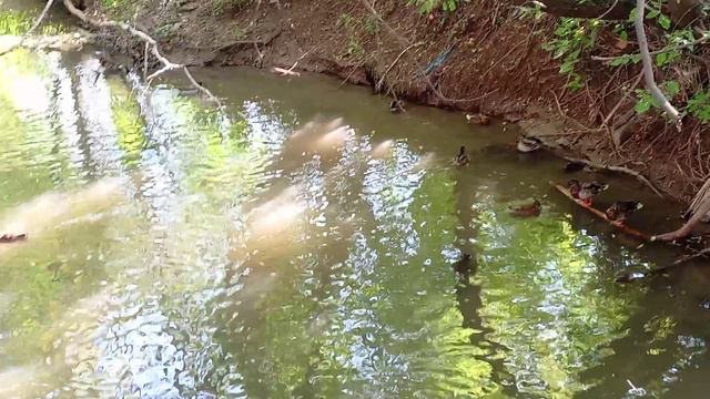 Уточки в сентябре смотреть онлайн