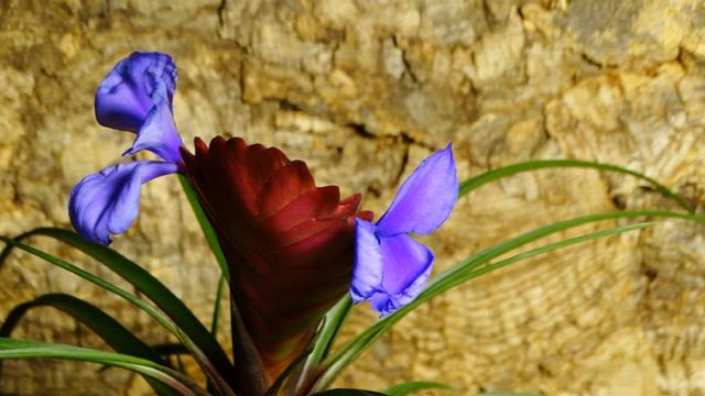 Tillandsia cyanea - Timelaps смотреть онлайн