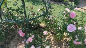 Роза Розариум Ютерсен на штамбе. Rosarium Uetersen. Клаймберы. Kordes, 1977.