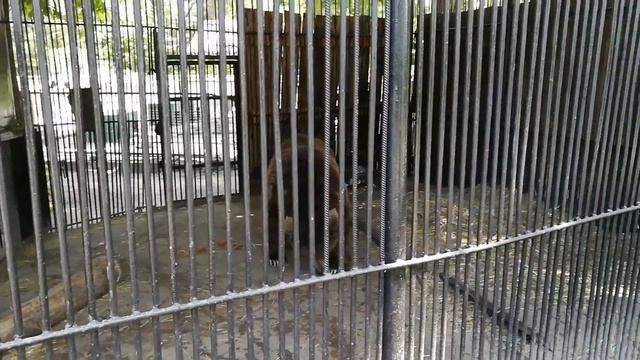 VLOG ZOO. Обилие животных в зоопарке - слоны, медведи, лани, волки и многие другие))) смотреть онлайн