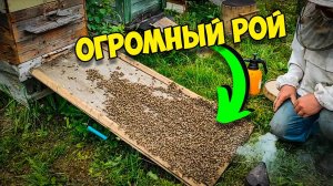 Огромный Рой Пчёл заходит в улей