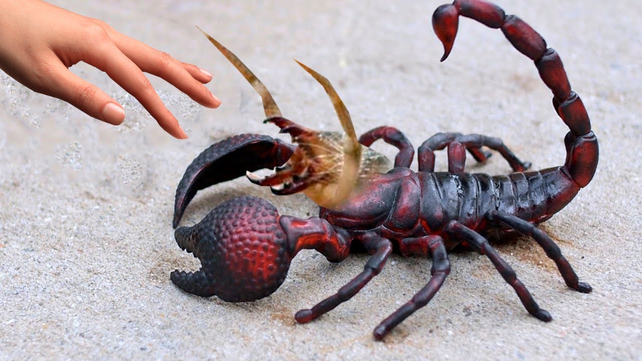 Красный Скорпион членистоногое