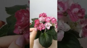 Фиалка стандартная РМ-Фруктовый Щербет. Обзор.