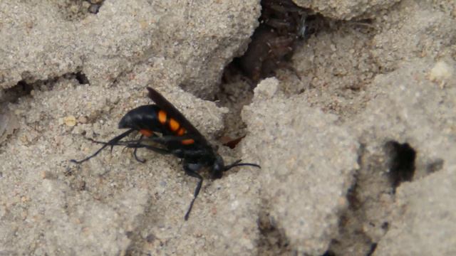 Какие-то насекомые что-то делают смотреть онлайн