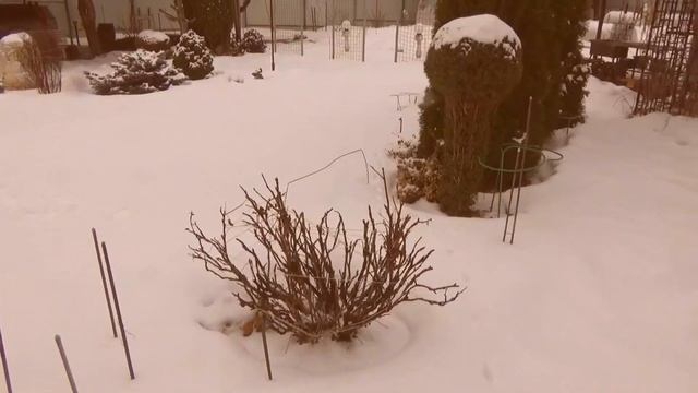 Влог Февраль Дача Гуляем с Томом по саду.Проверили Цветы в доме смотреть онлайн