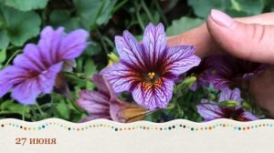 Сальпиглоссис. Рудбекия махровая (от посева до цветения)