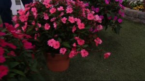 Cottage Farms 6-piece Jewel Tones Sunpatiens Collection on QVC