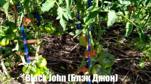 Микрообзор сорта томата Black John (Блэк Джон) ОГ Калуга.