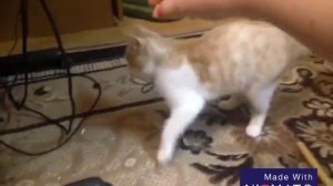 Как дрессировать кота