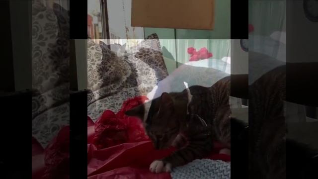 Новогодние котики | Веселые котята празднуют Рождество и Новый год