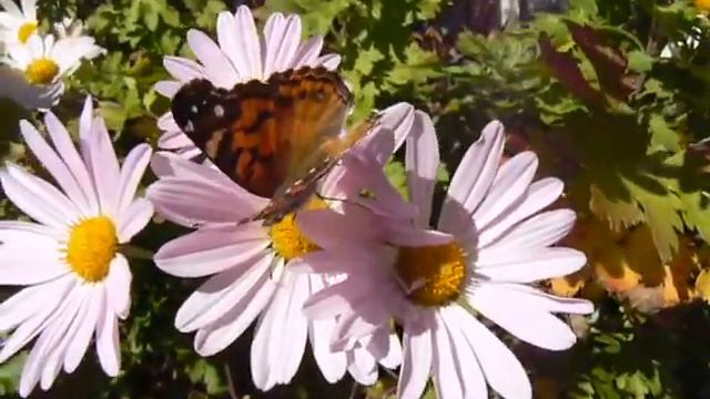 American Lady Butterfly Nectaring at Korean Daisies.MOV смотреть онлайн