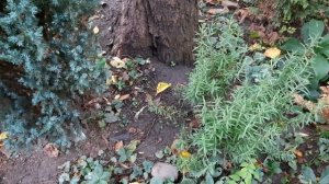 БЕРЕСКЛЕТ КРЫЛАТЫЙ,УКРАШЕНИЕ ОСЕННЕГО САДА!НАНДИНА,МАГНОЛИИ,ЛАБРАДОР АЛЬМА,ДЁРЕН,РОЗМАРИН!3 НОЯБ202