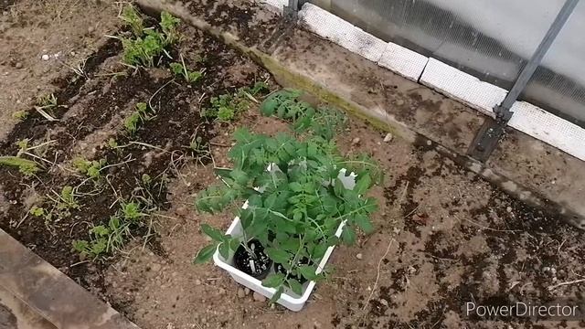 ГОТОВИМ ТЕПЛИЦУ. САДИМ ПЕРВЫЕ ТОМАТЫ. 10.03.2022 смотреть онлайн