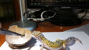 Один день из жизни Эублефара