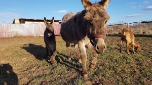 "ДЕРЕВЕНСКИЙ ЗООПАРК"
