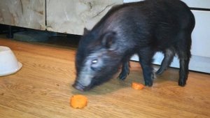 мини пиг с котом едят. Домашняя свинья живёт дома. Как заводят свиней.