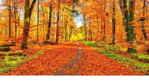 Осень золотистая