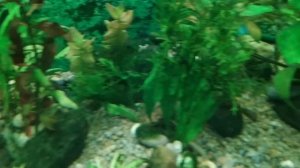 Запуск аквариума на 150 литров новичком! aquarium fish, aquarium start 150 liters