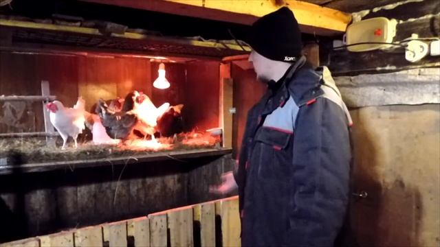 КАК ПОВЫСИТЬ ЯЙЦЕНОСКОСТЬ КУР? СЕКРЕТ РАСКРЫТ! САМЫЙ ЛУЧШИЙ СПОСОБ!