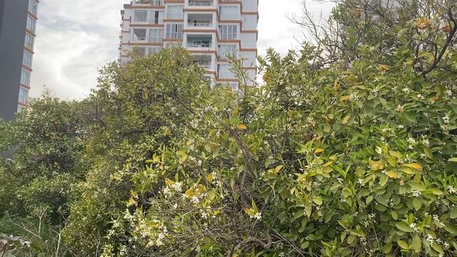 Апельсин. Как цветёт? Турция смотреть онлайн