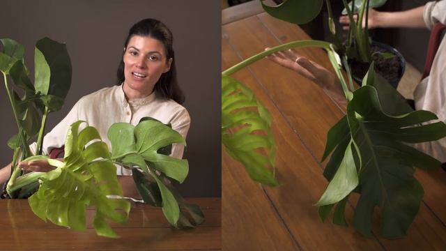 Monstera deliciosa Houseplant Care — 172 of 365 смотреть онлайн