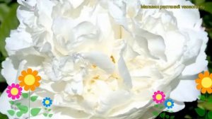 Пион молочноцветковый Уайт. Краткий обзор, описание характеристик paeonia lactiflora White