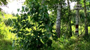 Моя любимая - музыка Андрея Обидина.  Музыка для души