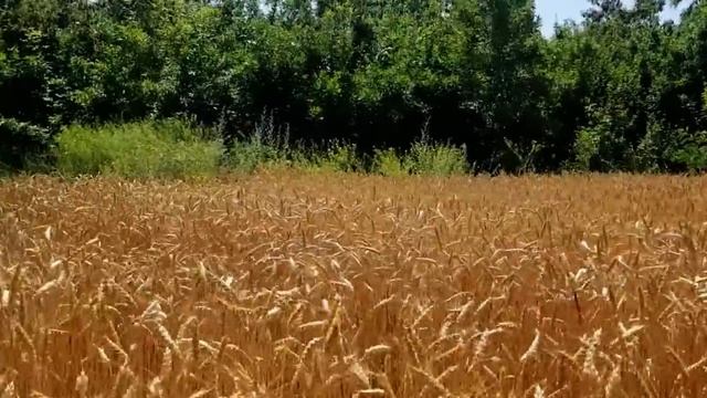 ТЕПЕРЬ САМВЕЛ АДАМЯН ВИДЕЛ У НАДЬКИ ВСЁ. ФОТО ТРЕБУХИ ОБНАРОДОВАНО смотреть онлайн