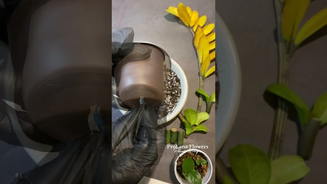 Замиокулькас Зензи. Укоренение черешком листа