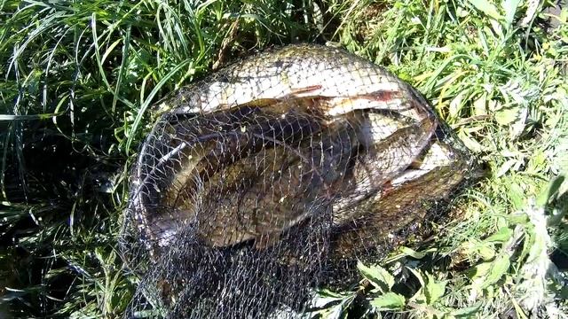 КЛЕВАЯ РЫБАЛКА! ЛОВЛЯ ЩУКИ НА ВОБЛЕРЫ С БЕРЕГА! ЗАПРУЖЕННАЯ РЕКА (За саундтрек спасибо Е.Летову) смотреть онлайн