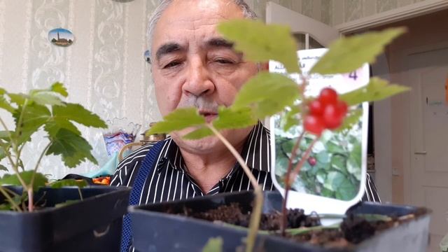 КНЯЖЕНИКА.СОРТ БЕАТА.Описание ягоды княженики из Швеции.