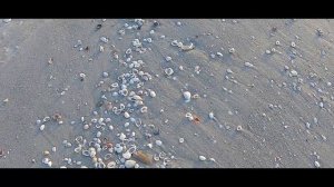 Inspirational Shelling - Sanibel Island