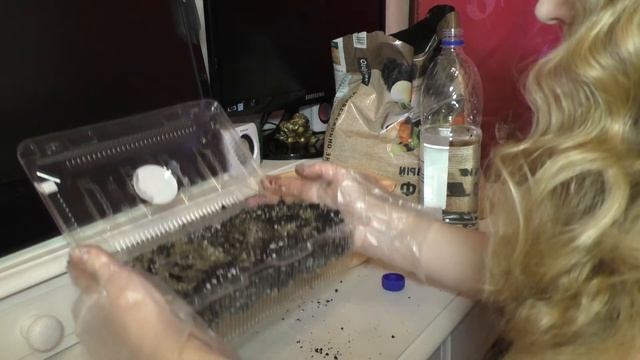 Выживет ли ВЕНЕРИНА МУХОЛОВКА в Подмосковной квартире ? смотреть онлайн