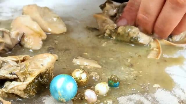 1000 pearl oysters! Freshwater pearl oysters that have been cultured for 11 years. open them all