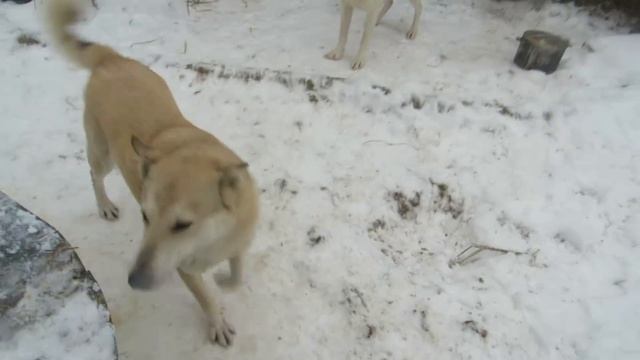 Соболь с Днём Рождения!Буф Буф. смотреть онлайн