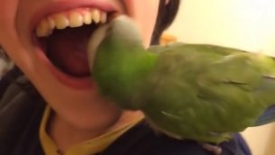 Попугай-стоматолог вырывает ребенку зуб