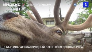 В Бахчисарае благородный олень Лёня обновил рога